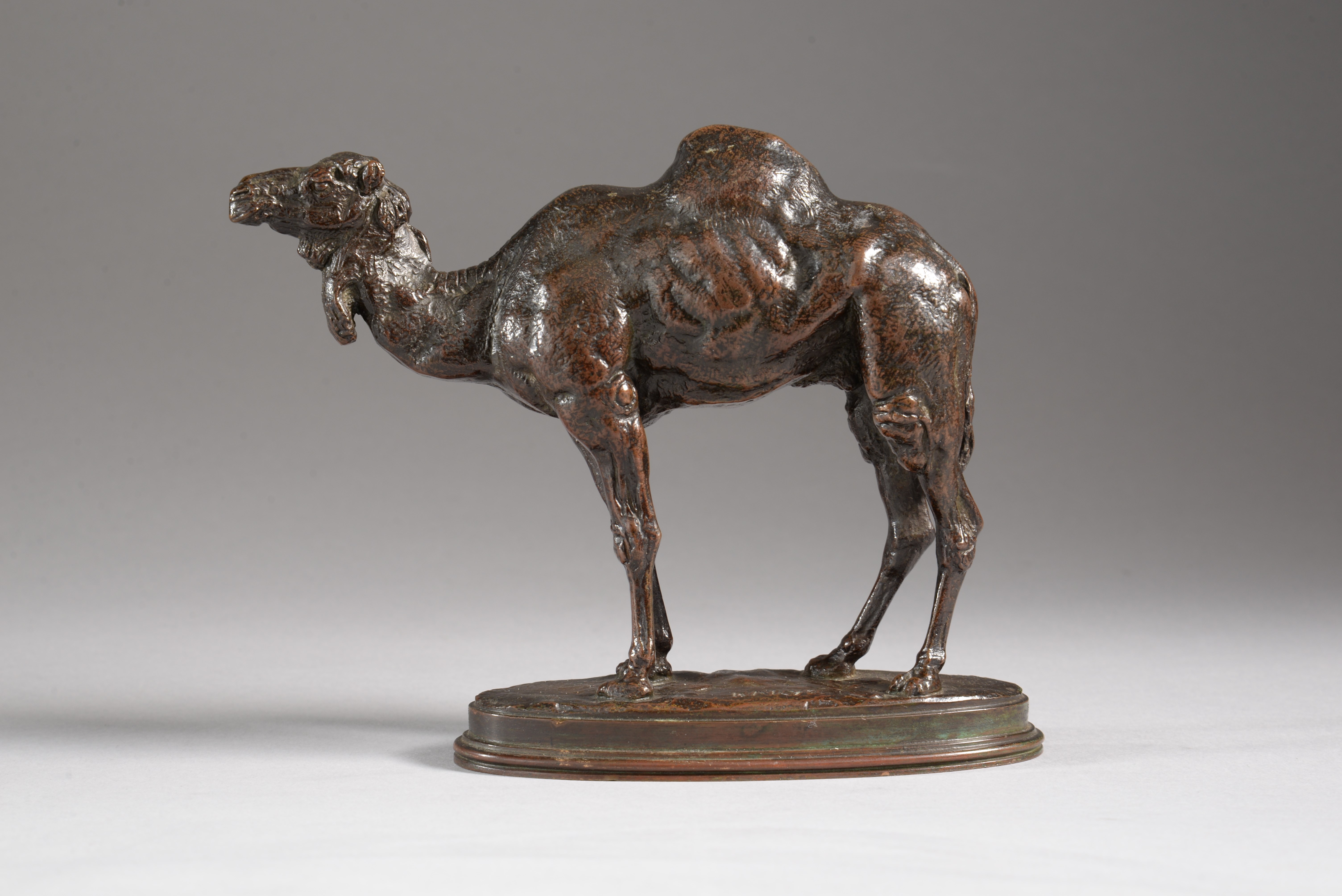 DROMADAIRE D’ALGÉRIE